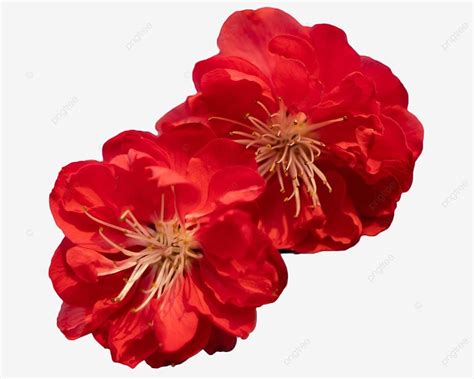 Red Peach Blossom, Red, Fresh Flowers, Peach Blossom PNG Transparent ...