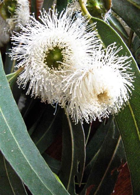 Blue Gum Eucalyptus Seeds | Etsy