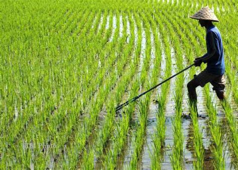 Kepulauan Meranti Produksi Padi Tertinggi Di Riau SINKAP