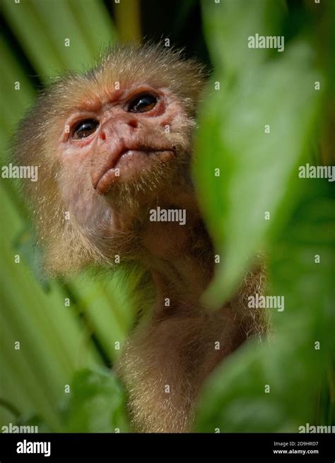 Selective Focus Shot Of White Throated Capuchin Behind Leaves In Costa