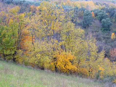 Do Birch Trees Change Color In Fall