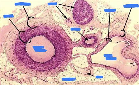 Overall Vein And Artery Histology Diagram Quizlet