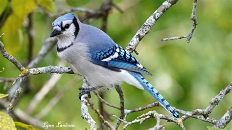 Solve Blue Jay Plover Wisconsin Jigsaw Puzzle Online With 252 Pieces