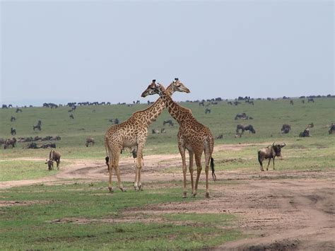 Duo De Girafes Girafes Animaux Animaux R Serve Nationale De