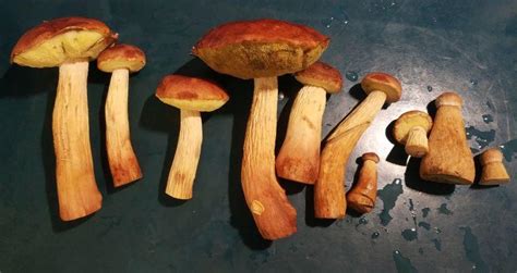 Edible wild mushroom identification book written by AI - Page 1