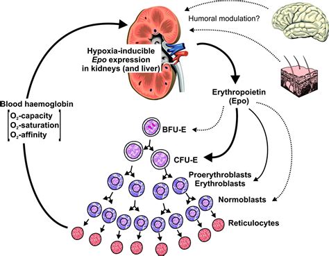 Erythropoietin Hematology Medbullets Step 1