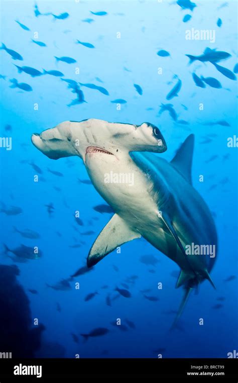 Scalloped Hammerhead Shark Sphyrna Lewini Cocos Island Costa Rica