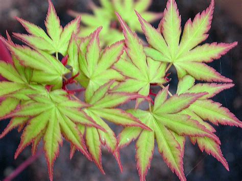 ACER palmatum Sangokaku Érable du Japon Les Plantes de Tonio