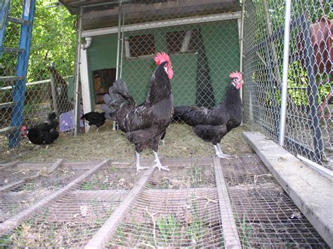 10x10 Dog Kennel As Open Coop Tips Backyard Chickens