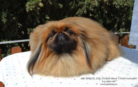 Colour and Markings in the Pekingese - Colores y marcas en el pekinés ...
