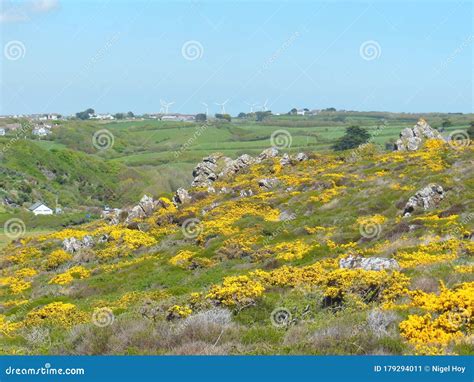 Gorse Bushes in Flower in Cornwall Stock Image - Image of hillside ...