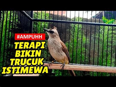 MASTERAN TRUCUKAN GACOR ROPEL PANJANG 1 JAM TANPA IKLAN COCOK BUAT