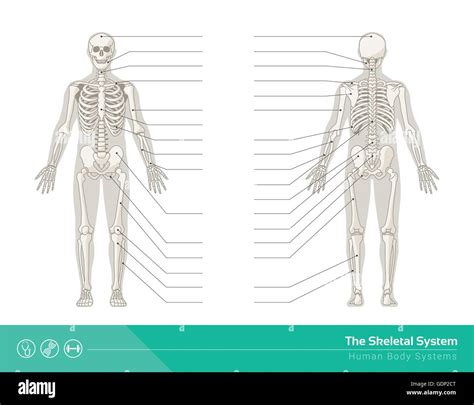 Sistema Scheletrico Immagini E Fotografie Stock Ad Alta Risoluzione Alamy