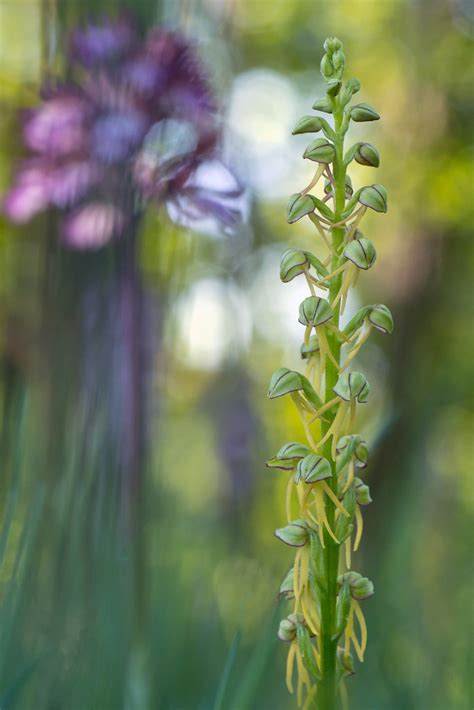 Orchis Homme Pendu Michel Cathiard Flickr