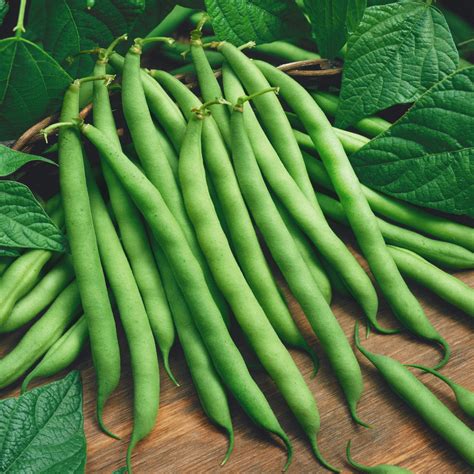 Blue Lake Bush Bean Seeds Blue Lake 274 Bush Beans