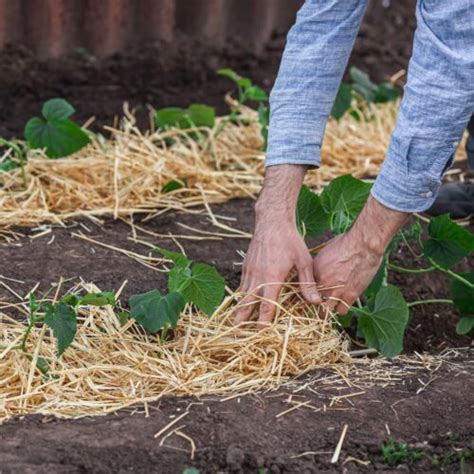 Les Compagnons Des Saisons Comment Bien Pailler Son Potager