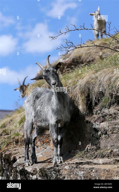 Curious Goats Hi Res Stock Photography And Images Alamy