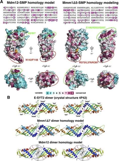 Fig S4 Sequence Conservation Analysis In The Smp Domains Of Mdm12 And