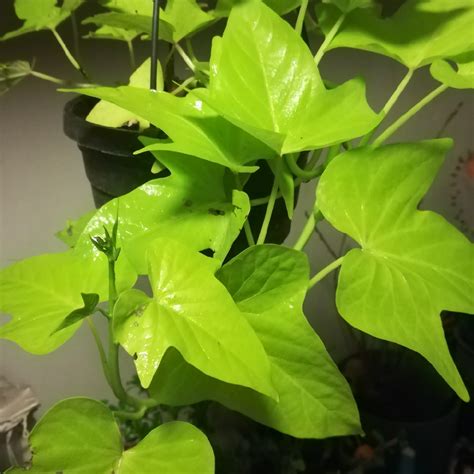 Hedera Helix California Fan California Fan Ivy In Gardentags Plant