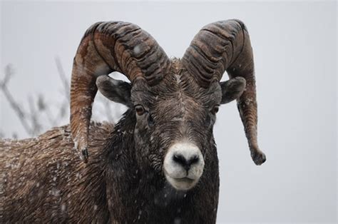 10 Bighorn sheep hunting tips [know before you go!] | N1 Outdoors