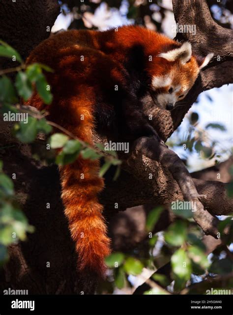 Red panda climbing tree Stock Photo - Alamy