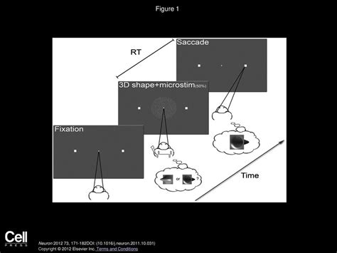 Bram Ernst Verhoef Rufin Vogels Peter Janssen Neuron Ppt Download