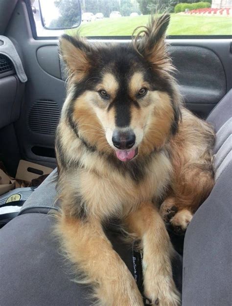 Golden Retriever Husky Mix: Meet the Beloved Goberian