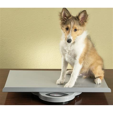 Redmon® Large Pet Scale 162369 Pet Accessories At Sportsmans Guide