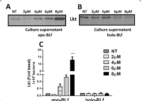 Apo Blf Increases The Secretion Of Leukotoxin Lkt Into Culture