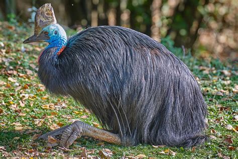 The Southern Cassowary Australias Heaviest Bird