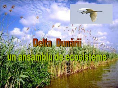 Ppt Delta Dunării Un Ansamblu De Ecosisteme Powerpoint Presentation