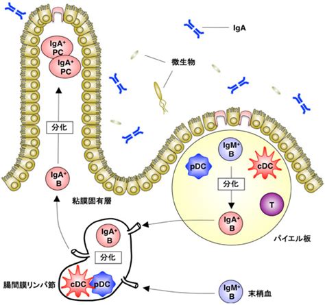 腸粘膜を守る抗体の新たな産生の仕組みを解明－ワクチン開発や自己免疫疾患治療に新たな視点－