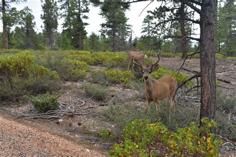 Bryce Canyon National Park – Hunt Challenges HUNT CHALLENGES