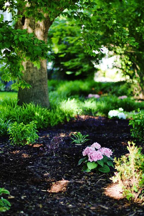 Why Are Hydrangeas Not Blooming? - Thistlewood Farm