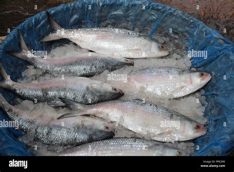 Ilish fish hi-res stock photography and images - Alamy