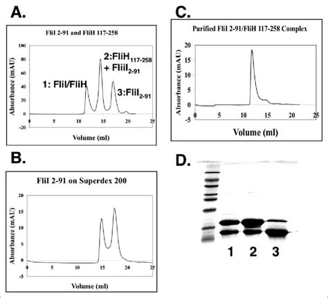 Characterization Of The Flii 2 91 Flih 117 258 Complex By Gel