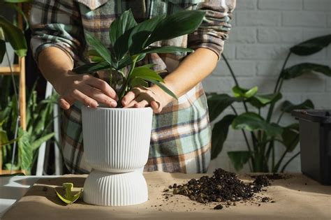 Premium Photo Midsection Of Woman Holding Potted Plant On Table