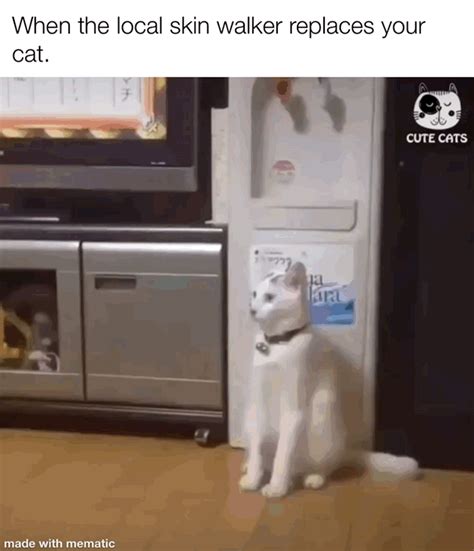 Skin Walker Cat : r/memes