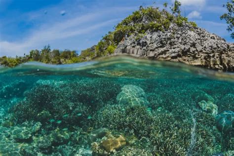 Intip Spot Wisata Bawah Laut Terbaik Di Nusa Penida Bali Nikmati