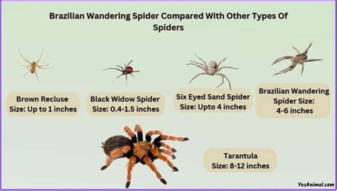 Brazilian Wandering Spider Size Explained Compared