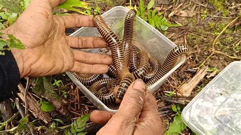 Hunting Millipedes Wow Seru Menangkap Banyak Hewan Ular Kaki Seribu