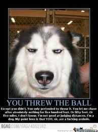 170 Best Husky meme ideas | funny animals, funny dogs, funny animal ...