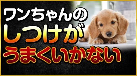 ワンちゃんのしつけがうまくいかない 犬のしつけ 動画まとめサイト