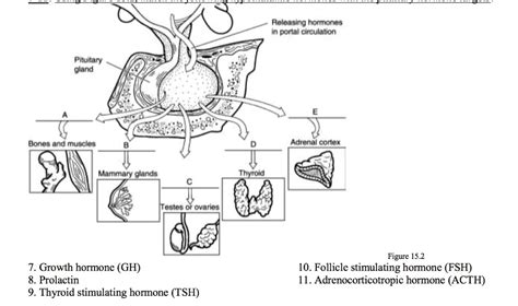 SOLVED Using Figure Match The Following Hypothalamic Hormones With