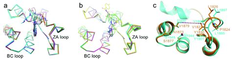 Flexibility And Structural Variations In Baz2a And Baz2b Bromodomains Download Scientific