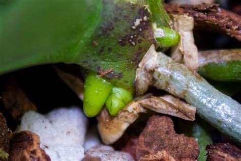 Marias Orchids Noid Phal In Spike