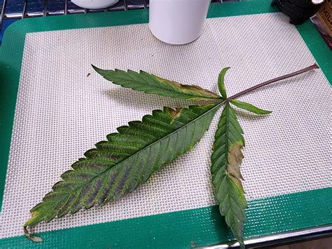 phosphorus deficiency or? ... : r/barneysfarm