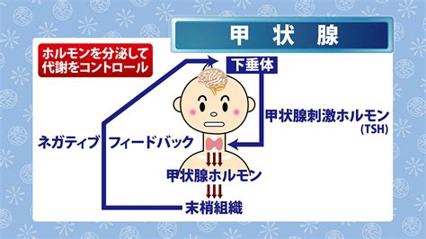 甲状腺疾患で内科・外科の横浜関内わだクリニック