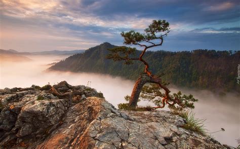 Sosna na skale i widok na zamglony Pieniński Park Narodowy