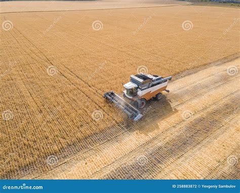 Harvest Wheat Grain And Crop Aerial View Harvesting Wheat Oats Barley